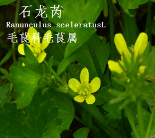 龙潭湿地公园科普宣教 - 靖西市·靖西网