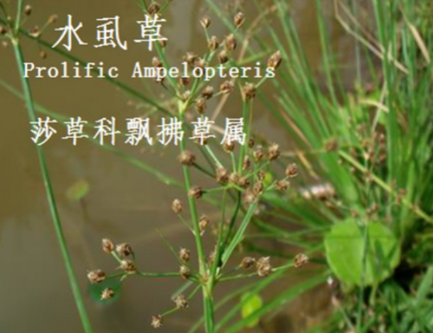 龙潭湿地公园科普宣教 - 靖西市·靖西网