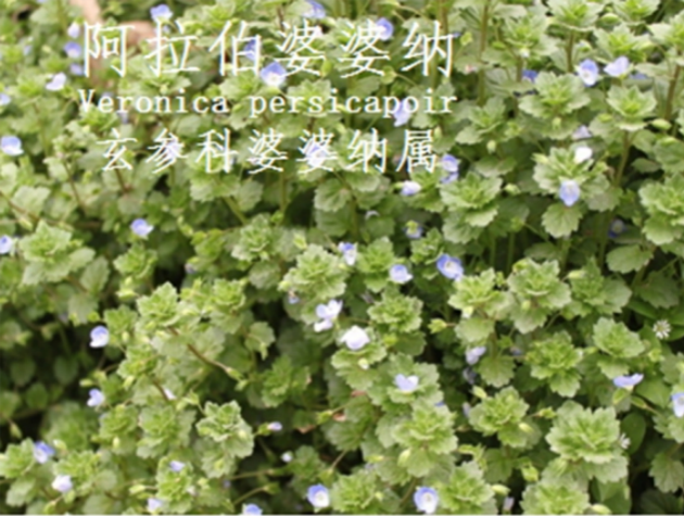 龙潭湿地公园科普宣教 - 靖西市·靖西网