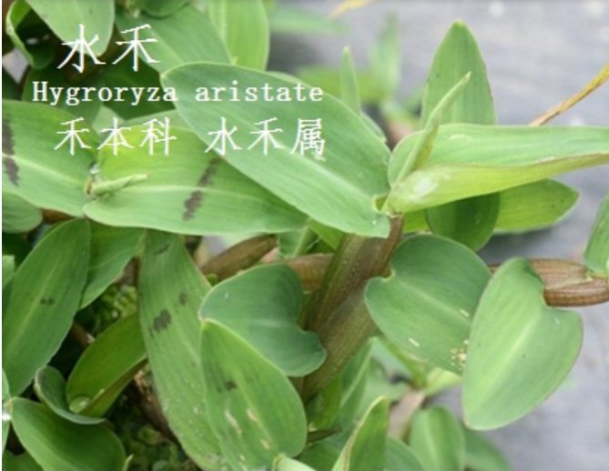 龙潭湿地公园科普宣教 - 靖西市·靖西网