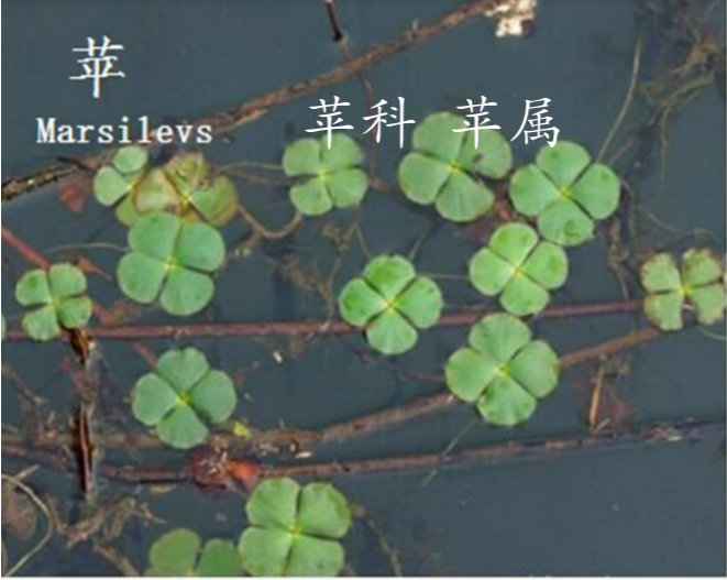 龙潭湿地公园科普宣教 - 靖西市·靖西网