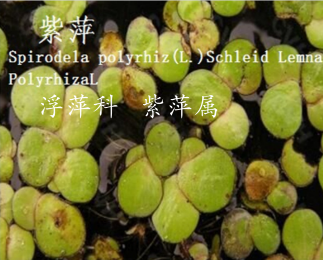 龙潭湿地公园科普宣教 - 靖西市·靖西网