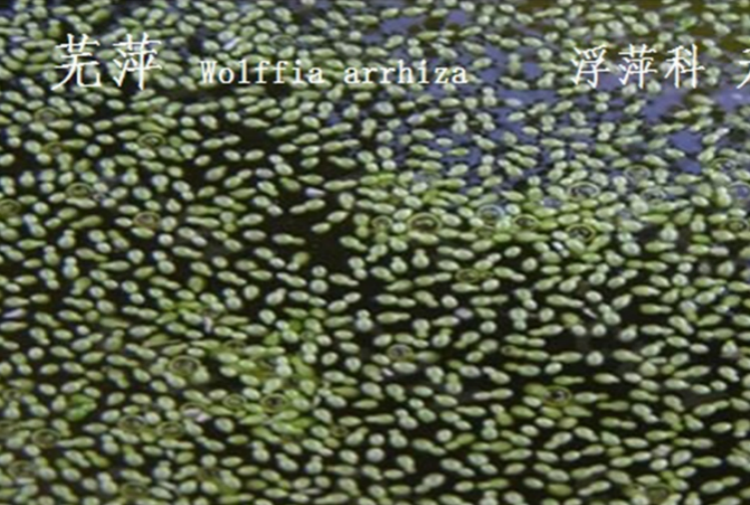 龙潭湿地公园科普宣教 - 靖西市·靖西网