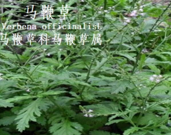 龙潭湿地公园科普宣教 - 靖西市·靖西网