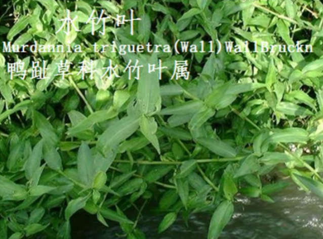 龙潭湿地公园科普宣教 - 靖西市·靖西网