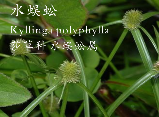 龙潭湿地公园科普宣教 - 靖西市·靖西网