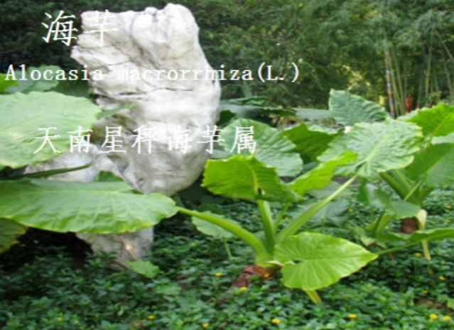 龙潭湿地公园科普宣教 - 靖西市·靖西网