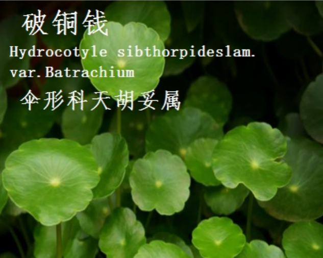 龙潭湿地公园科普宣教 - 靖西市·靖西网