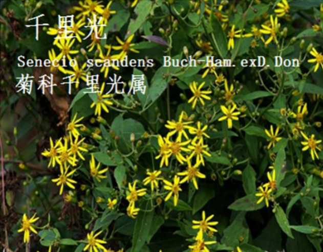 龙潭湿地公园科普宣教 - 靖西市·靖西网