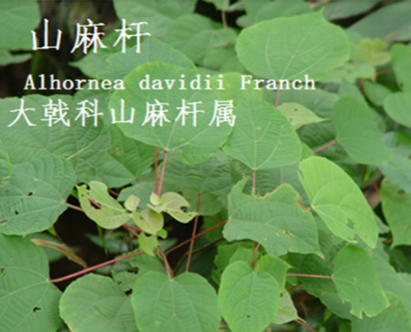 龙潭湿地公园科普宣教 - 靖西市·靖西网