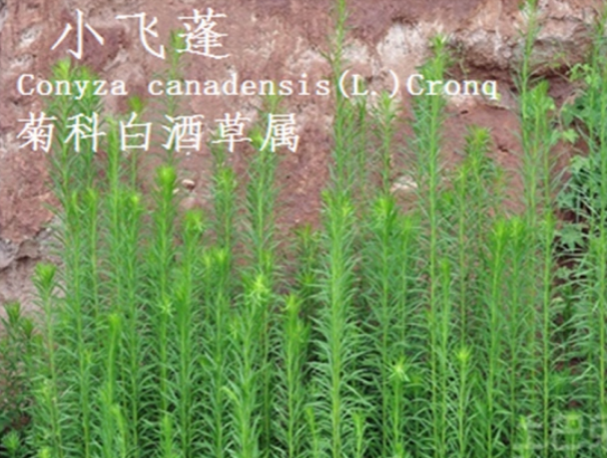 龙潭湿地公园科普宣教 - 靖西市·靖西网