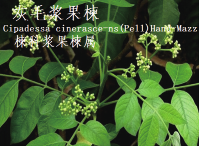 龙潭湿地公园科普宣教 - 靖西市·靖西网