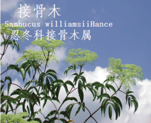 龙潭湿地公园科普宣教 - 靖西市·靖西网