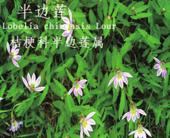 龙潭湿地公园科普宣教 - 靖西市·靖西网