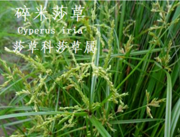 龙潭湿地公园科普宣教 - 靖西市·靖西网