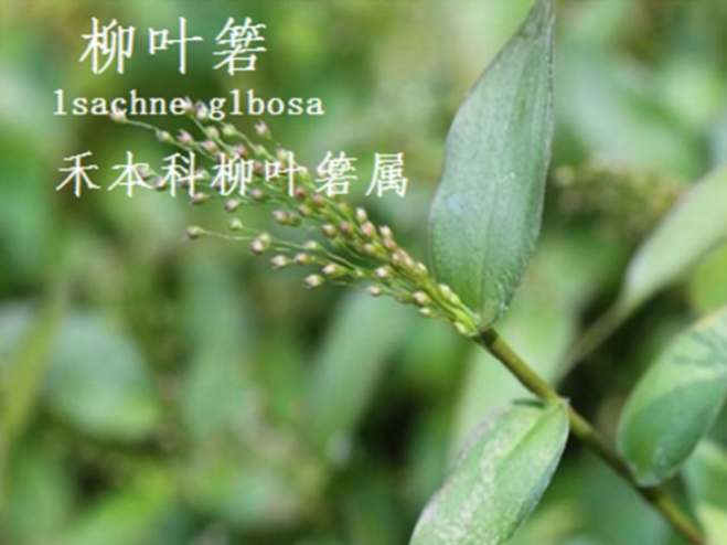 龙潭湿地公园科普宣教 - 靖西市·靖西网