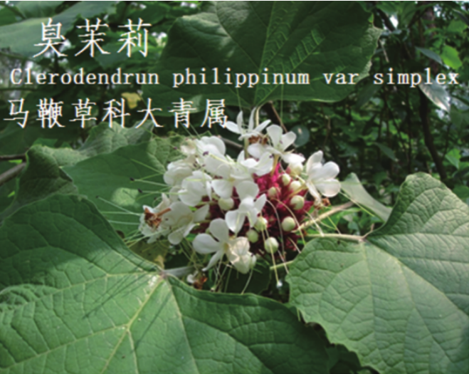 龙潭湿地公园科普宣教 - 靖西市·靖西网