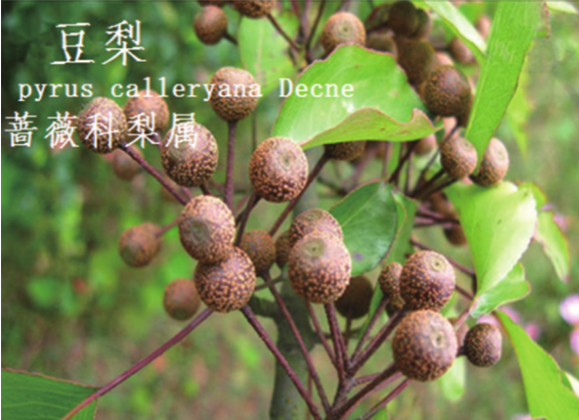 龙潭湿地公园科普宣教 - 靖西市·靖西网