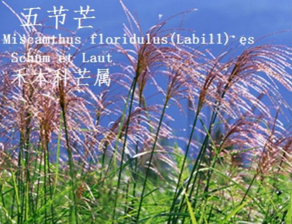 龙潭湿地公园科普宣教 - 靖西市·靖西网