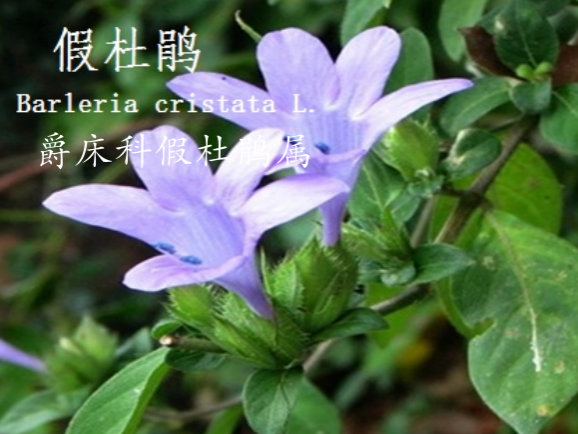 龙潭湿地公园科普宣教 - 靖西市·靖西网