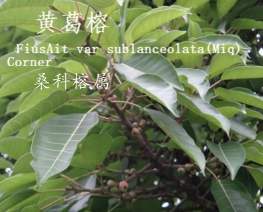 龙潭湿地公园科普宣教 - 靖西市·靖西网