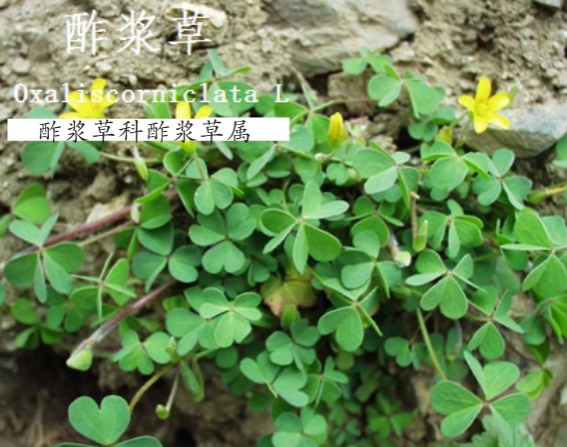 龙潭湿地公园科普宣教 - 靖西市·靖西网