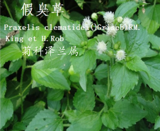 龙潭湿地公园科普宣教 - 靖西市·靖西网