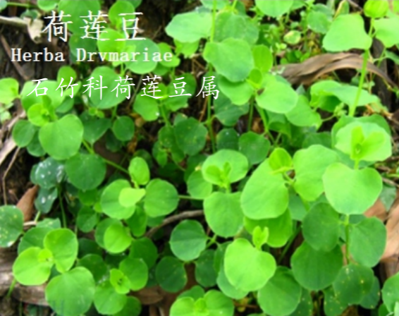 龙潭湿地公园科普宣教 - 靖西市·靖西网