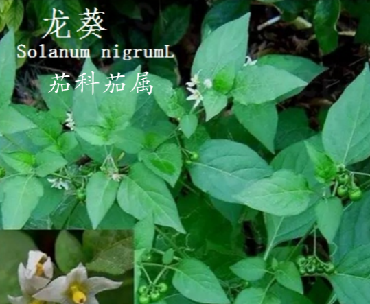 龙潭湿地公园科普宣教 - 靖西市·靖西网