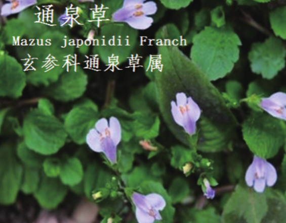 龙潭湿地公园科普宣教 - 靖西市·靖西网