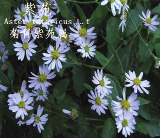 龙潭湿地公园科普宣教 - 靖西市·靖西网