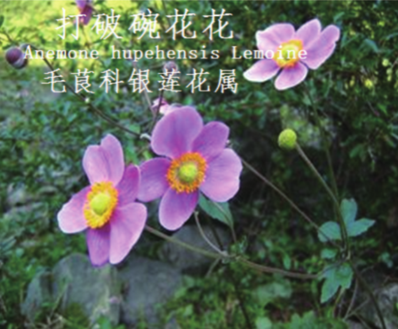 龙潭湿地公园科普宣教 - 靖西市·靖西网