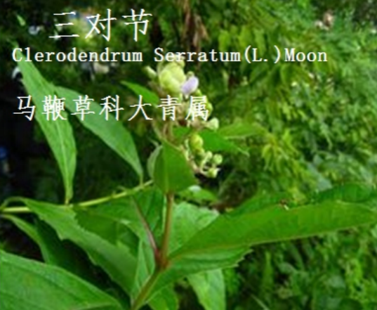 龙潭湿地公园科普宣教 - 靖西市·靖西网