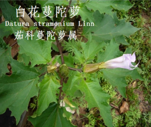 龙潭湿地公园科普宣教 - 靖西市·靖西网