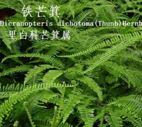 龙潭湿地公园科普宣教 - 靖西市·靖西网