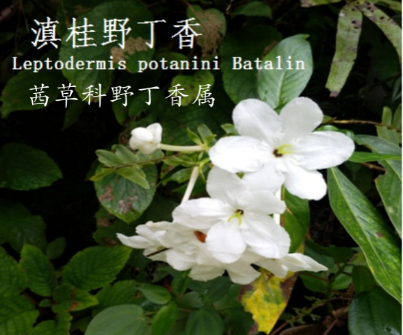 龙潭湿地公园科普宣教 - 靖西市·靖西网