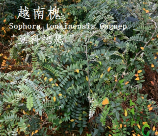 龙潭湿地公园科普宣教 - 靖西市·靖西网