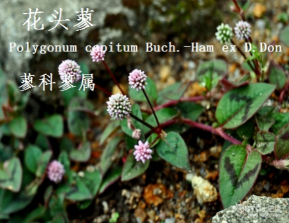 龙潭湿地公园科普宣教 - 靖西市·靖西网