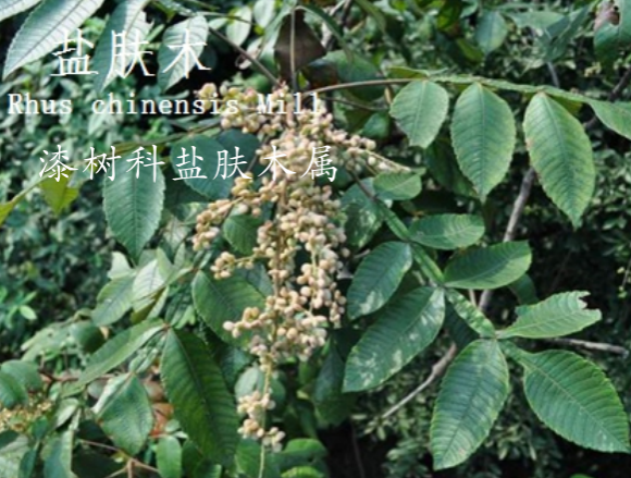 龙潭湿地公园科普宣教 - 靖西市·靖西网