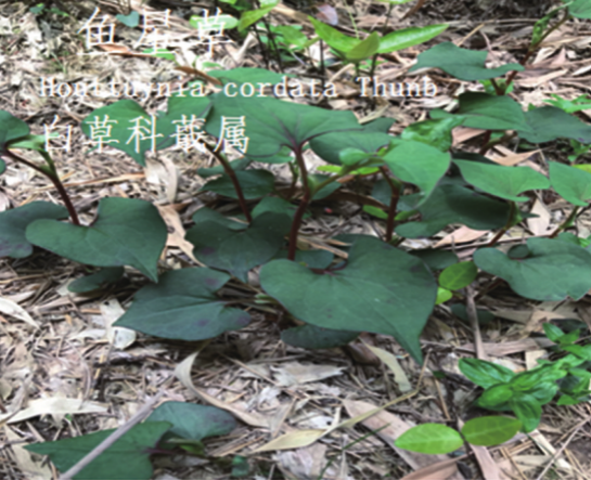 龙潭湿地公园科普宣教 - 靖西市·靖西网