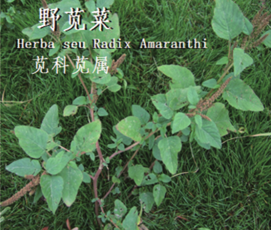 龙潭湿地公园科普宣教 - 靖西市·靖西网