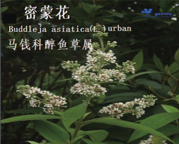 龙潭湿地公园科普宣教 - 靖西市·靖西网