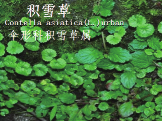 龙潭湿地公园科普宣教 - 靖西市·靖西网