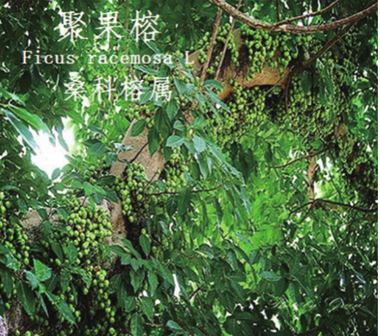 龙潭湿地公园科普宣教 - 靖西市·靖西网