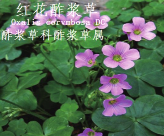 龙潭湿地公园科普宣教 - 靖西市·靖西网