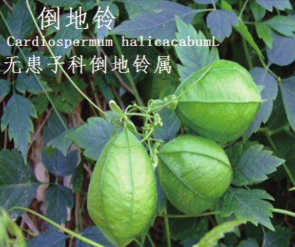 龙潭湿地公园科普宣教 - 靖西市·靖西网