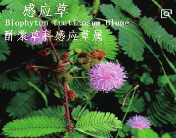 龙潭湿地公园科普宣教 - 靖西市·靖西网