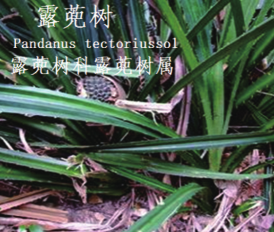 龙潭湿地公园科普宣教 - 靖西市·靖西网