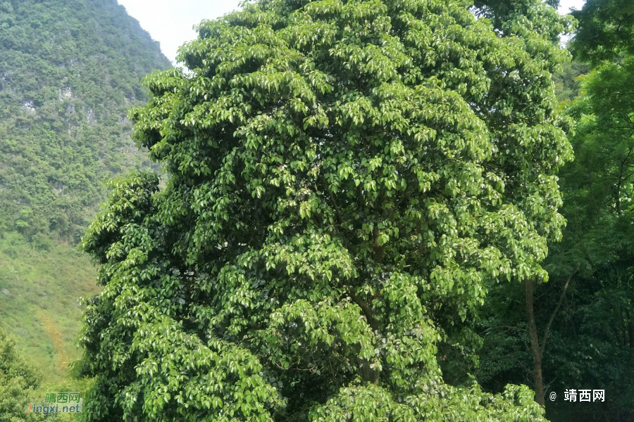 甲鱼游吹月旋 - 靖西市·靖西网