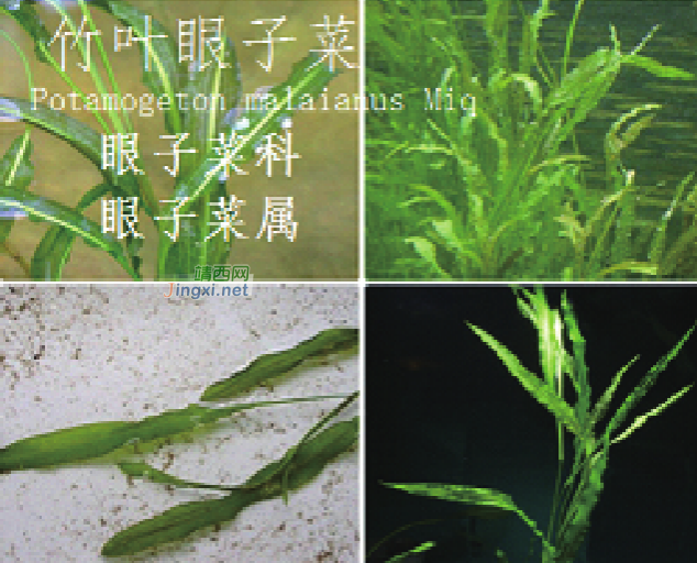 龙潭湿地公园科普宣教 - 靖西市·靖西网